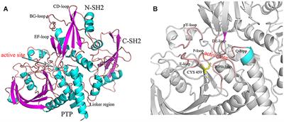 Exploring the Allosteric Mechanism of Src Homology-2 Domain-Containing Protein Tyrosine Phosphatase 2 (SHP2) by Molecular Dynamics Simulations